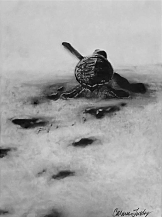 Turtle