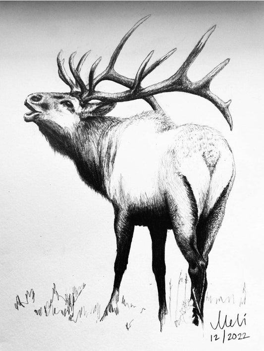 Call of the Wild