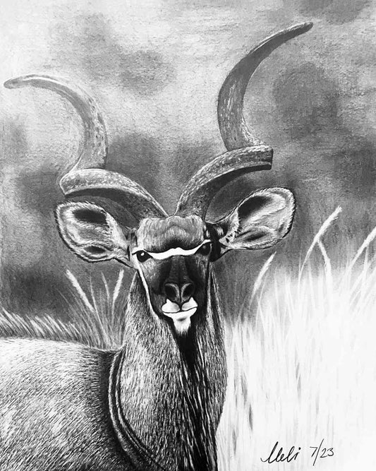 Kudu Stare